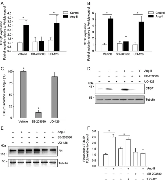 Fig. 5. p38MAPK, but not ERK1/2 activity, is required for angiotensin II-induced pro-ﬁbrotic factor expression and ﬁbrosis in skeletal muscle cells