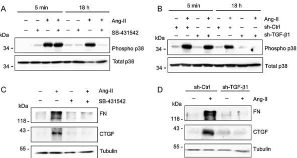 Fig. 6. Angiotensin II-induced TGF-␤1 expression and signalling is required for the pro-ﬁbrotic effects mediated by angiotensin II in skeletal muscle cells