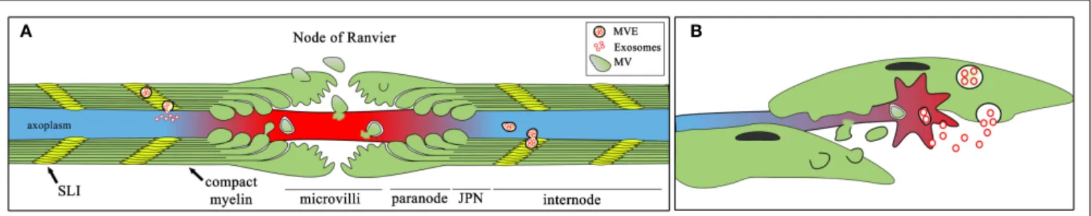 FIGURE 1 | Possible routes and conditions for SC to axons transfer of vesicles. Schematic representation of possible routes of exosomal (red circles) and microvesicle (larger green ovoids) transfer between SCs and axons in a myelinated ﬁber (A) and in an a