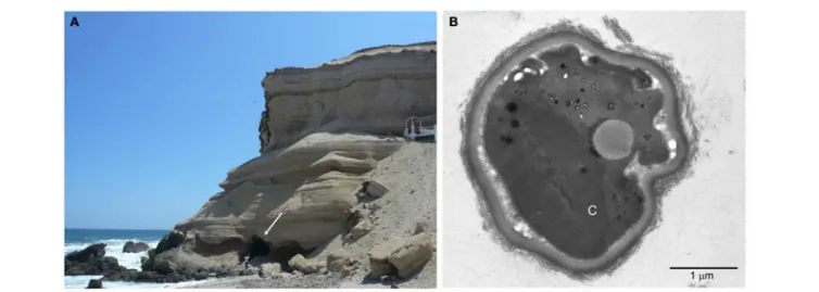 FIGURE 2 | The Cyanidium cave. (A) Image showing the location of the cave, confronting the Pacific Ocean