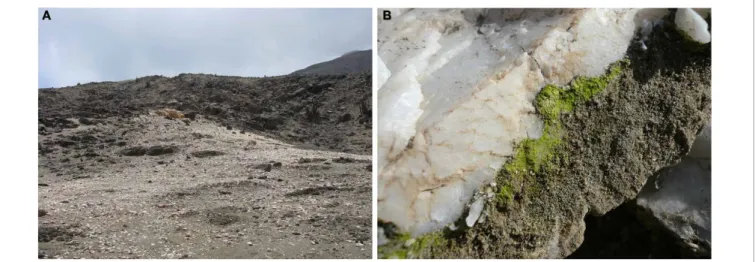 FIGURE 5 | The quartz field site. (A) Image showing the quartz outcrop. (B) A quartz colonized with a hypolithic biofilm.