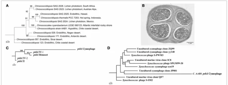 FIGURE 6 | 16S rDNA Maximum Likelihood phylogenetic tree of select Chroococcidiopsis 16S rDNA sequences