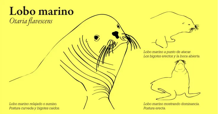 Fig. 2 Flyer 1 is a printed flyer for use in a scenario where human-sea lion interactions are considered undesirable and have been prevented