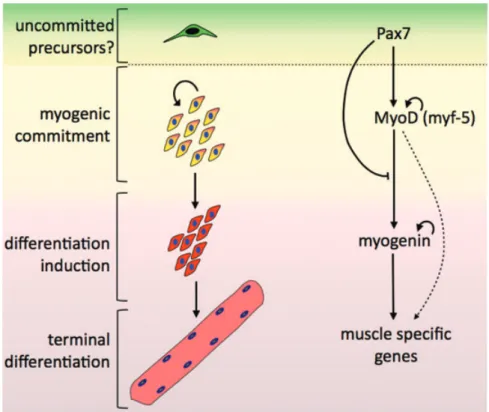 Fig. 2 Proposed model for Pax7 function as a Pan gene. Pax7 (and possibly Pax7/Pax3 during embryonic development) are required for acquisition of muscle  commit-ment (yellow/orange cell) by inducing the expression of MyoD (and/or Myf-5)