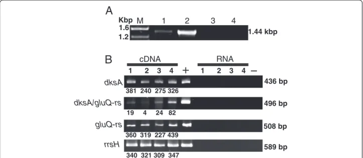 Figure 2 gluQ-rs is co-transcribed with dksA in S. flexneri 2457T. A) Agarose gel showing the amplified product of the full-length operon extending from the dksA gene through the end of gluQ-rs (1.44 kpb)