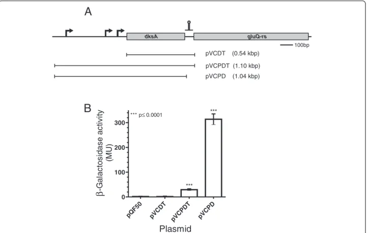 Figure 3 The transcription of the gluQ-rs gene is controlled by a termination stem loop