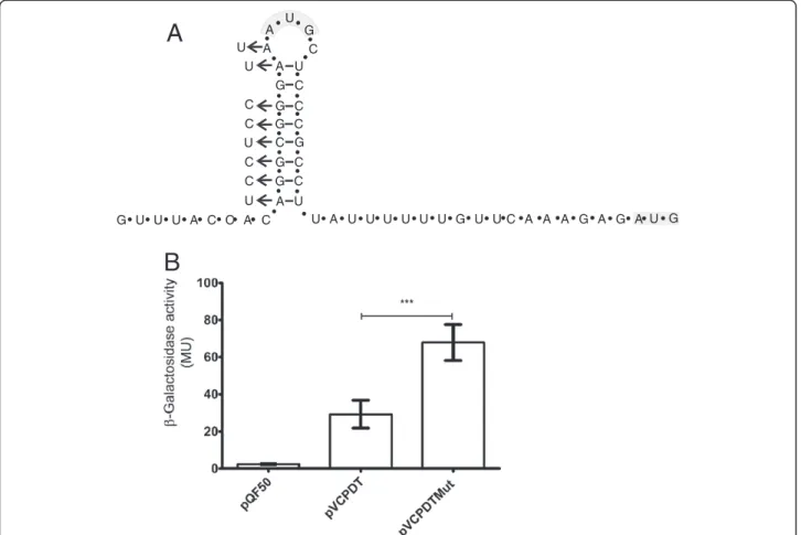 Figure 4 Functionality of the transcriptional terminator upstream of gluQ-rs. A) Schematic representation of the terminator with a ΔG = −14.7 Kcal/mol identified using Mfold software [26]