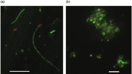 Fig. 2. Epifluorescence micrographs of glutaraldehyde-fixed samples stained with acridine orange showing cyanobacteria-like cells (A) filamentous morphotypes (B) unicellular aggregates