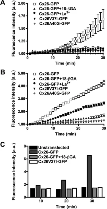 FIGURE 7:  Hemichannels formed by the Cx26 deafness mutants,  V37I and A40G, are nonfunctional