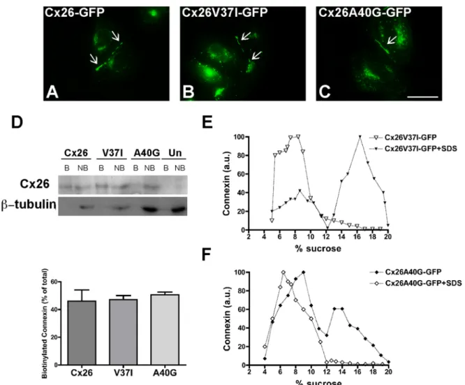 FIGURE 3:  The deafness-associated Cx26 mutants, Cx26V37I, and Cx26A40G, oligomerized and formed gap junction  plaques and hemichannels in the plasma membrane