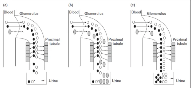 Figura  7.  Esquema  de  la  reabsorción  de  fosfato  y  de  proteínas  por  el  riñón  en  condiciones  normales (a),  afectación glomerular (b), afectación tubular (c). Tomada de Post F, Wyatt C  and Mocroft A, Biomarkers of impaired renal function, Cur