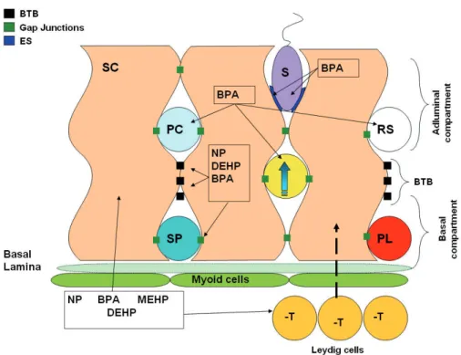 Figure 1: Major targets of BPA, NP and MEHP in a mammalian testis. Bisphenol A (BPA), 4-nonylphenol (NP) and di(2-ethylhexyl) phthalate (DEHP) disrupt spermatogenesis at different levels