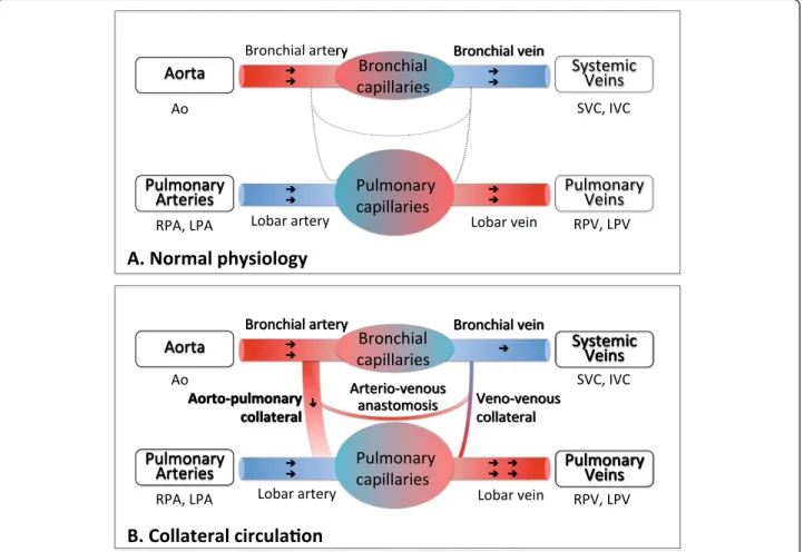Figure 1 Scheme of systemic and pulmonary circulation. (A) Normal physiology: The virtual network connections are present but are not permeable