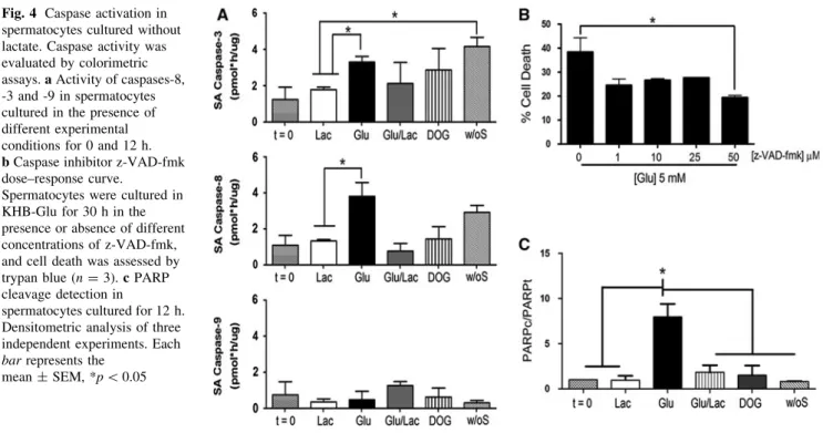 Fig. 4 Caspase activation in spermatocytes cultured without lactate. Caspase activity was evaluated by colorimetric assays