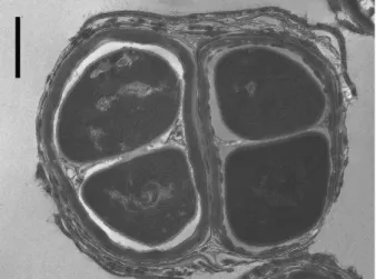 Fig. 2. Transmission electron micrograph of an ultrathin section of Chroococcidi- Chroococcidi-opsis sp