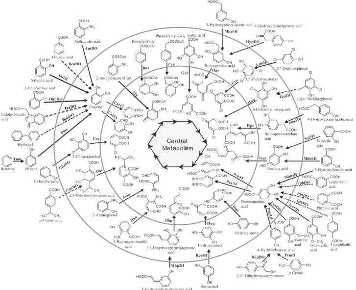 Fig. 1. Overview of peripheral and ring-cleavage pathways for bacterial catabolism of aromatic compounds