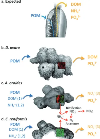 Fig. 1. Expected (A) and observed (B–D) nutrient fluxes in the three sponge species studied