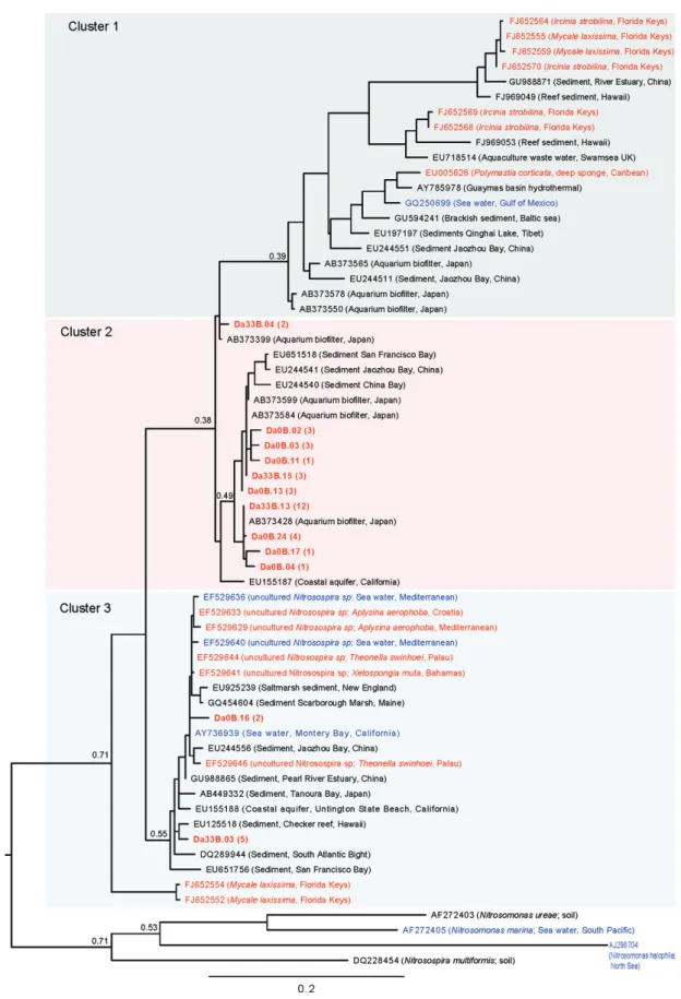 Fig. 4. Maximum likelihood phylogenetic tree based on b-proteobacteria amoA DNA sequences (420 informative positions)
