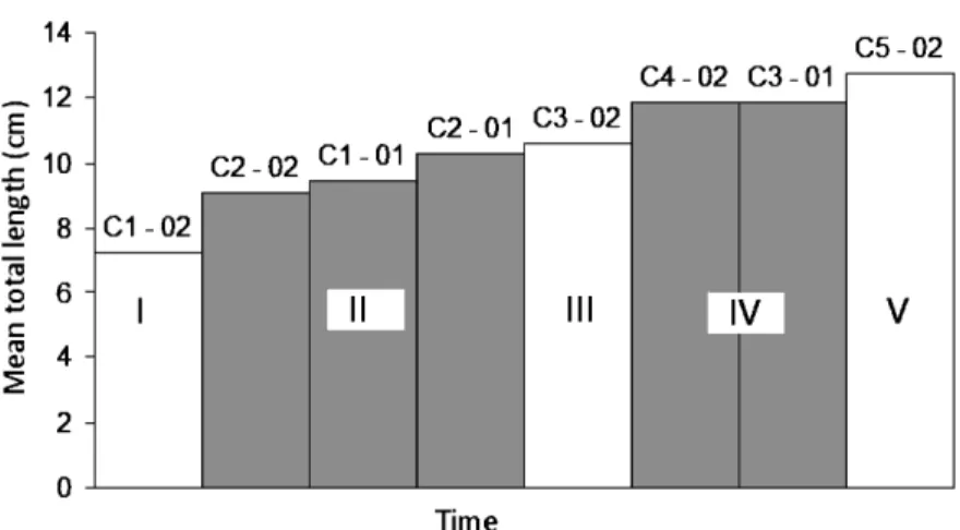 Fig. 6. Cohort allocation within age classes from the pooled data set for Heterocarpus vicarius (Faxon, 1893) in the Colombian Pacific