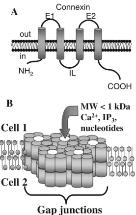 Fig. 1 Schematic diagram showing connexin (Cxs) membrane topol- ogy and a plaque of GJ channels