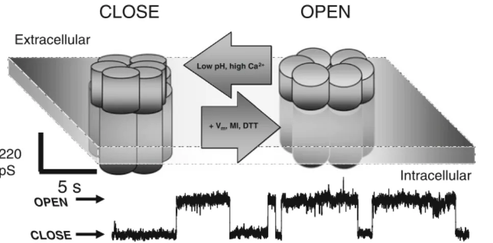 Fig. 2 Cartoon representing some of the agents/conditions that open/