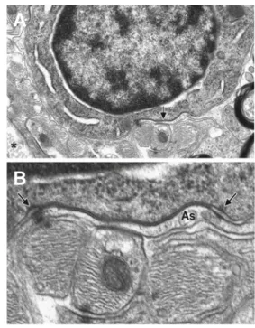 Fig. 3 Electron microscopy in normal mice CNS sections between astrocytes and oligodendrocytes