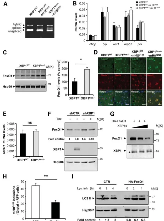 Figure 7. XBP1 negatively regulates FoxO1 expression. (A) The levels of XBP1 mRNA splicing were analyzed in the striatum from XBP1 Nes2/2 -mHtt Q128 and littermate control mice at 3 months of age