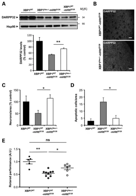 Figure 1. XBP1 deficiency in the nervous system protects against experimental HD. (A) DARPP32 levels were analyzed in the striatum of 6-month-old mice by western blot analysis
