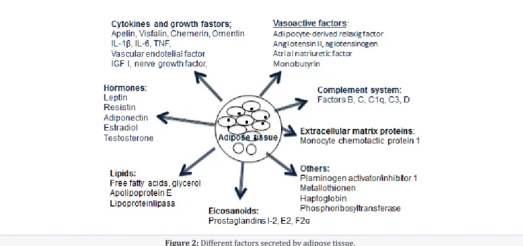Figure 2: Different factors secreted by adipose tissue.