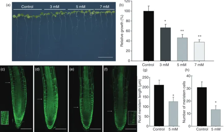 Figure 1. Boron inhibits root growth through regulation of meristem size. (a) Arabidopsis seedlings (5-day-old) were transferred to different concentrations of boric acid (BA) and the root growth was visualized 5 d later