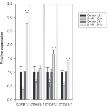 Figure 3. Expression of positive regulators of cell cycle.