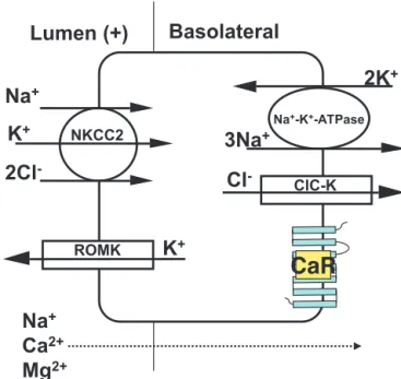 Fig. 1. Major transport pathways in the TAL. Selected transporter molecules in the TAL that contribute to NaCl reabsorption in this segment of the nephron include the apically expressed NKCC2 and ROMK K + channel; the latter is important for K + recycling 