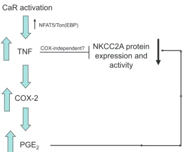 Fig. 3. Schematic of the CaR/TNF/COX-2 regulatory system in the TAL. The diagram shows that activation of CaR increases TNF production, via activation of the NFAT5 (Ton/EBP) transcription factor, which subsequently increases COX-2-derived PGE 2