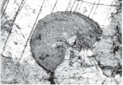 Figura 5. Fotomicrografia em nicóis cruzados de um vestígio de molusco fóssil (em mármores atribuídos ao Câmbrico [?]) na Unidade dos Mármores de Alvito, num sector muitíssimo preservado dos eventos tectonometamórficos que ocorreram na EAVA