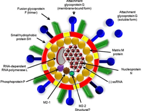 Figure 1. Structure of the respiratory syncytial virus (RSV) virion. RSV is an enveloped virus with eight known structural proteins