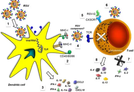 Figure 2. Respiratory syncytial virus (RSV) interferes with DC and T-cell function. (1) RSV can infect DCs, as shown by the surface expression of viral encoded proteins, such as the fusion F protein and intracellular expression of viral RNA (nucleocapsid g