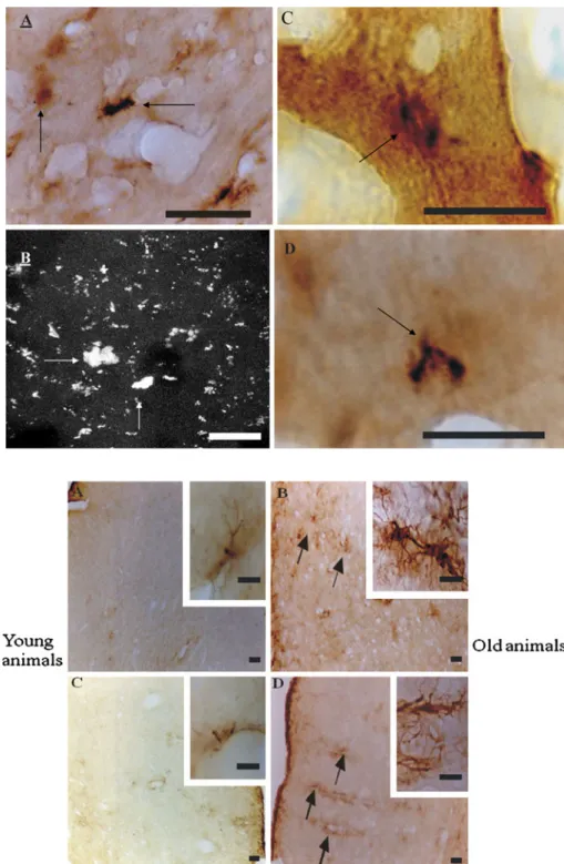 Fig. 2 The cerebral cortex of aged Octodon degu presents Alzheimer’s disease pathology.