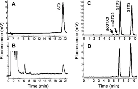 Fig. 1. HPLC chromatograms with ﬂuorescence detection of STX (A) and GTX2/3 (C) in analytical standards, and in R