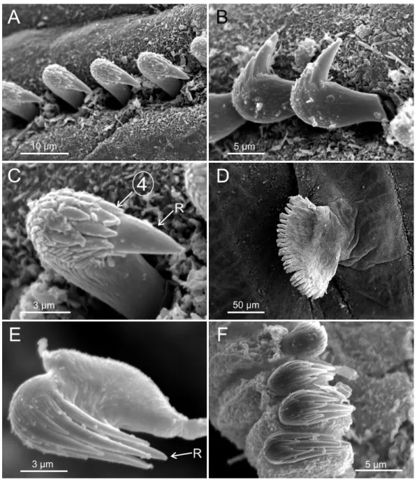 Figure 5 SEM micrographs of paratypes from Thailand and Myanmar, Cont. Terebellides hutchingsae spec