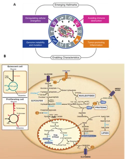 Figure I4 .  Metabolic changes in neoplastic transformation. (A) Deregulation of cellular  energetics  is  one  of  the  new  features  of  cancer  cells  described  in  the  last  decade