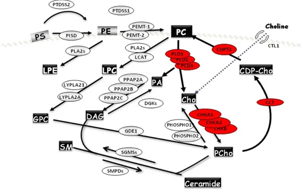 Figure I9. The Kennedy Pathway: synthesis and regulation of PC. CHO is incorporated  into  the  cytoplasm  and  converted  to  PC  through  several  enzymes  that  include  Choline  Kinase  (CHK),  Phosphocholine  cytidyltransferase  (CCT)  and  Diacylglic