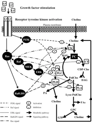 Figure  I10.  Kennedy  pathway  regulation.  Some  of  the  most  relevant  survival  and  proliferative signaling pathways, such as PI3K and MAPK, regulate the Kennedy pathway  by  directly  activating  (mostly)  or  inhibiting  some  of  its  key  enzyme
