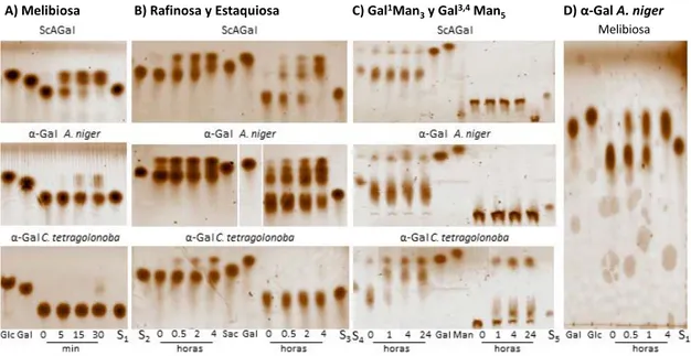 Tabla 6. Sustratos específicos de la ScAGal y las α-Gals de A. niger y C. tetragonoloba (planta de Guar)