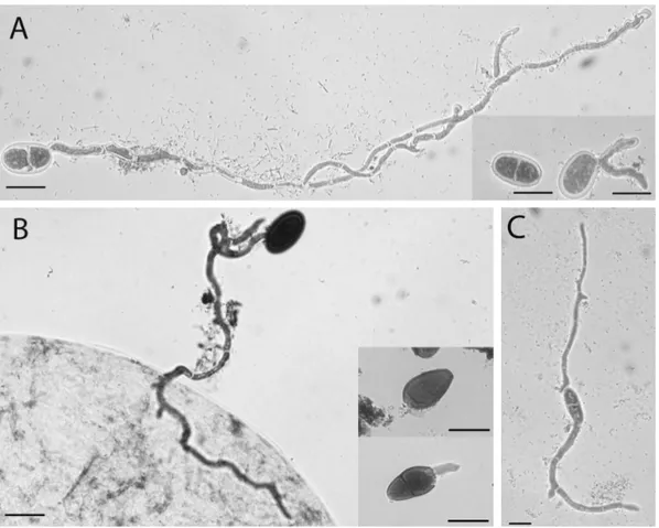 Figure 1. A. Germinated conidia of Diplodia mutila exhibiting long normal germ tubes after 30 days of incubation at  22ºC, with examples of non-germinated spores in the inset