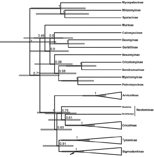 Figure 1. Chronogram illustrating the diversification of Muroidea obtained from the Bayesian  analysis of a matrix combining IRBP and cyt b gene sequences