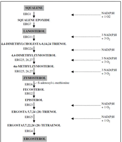 Figure  I.2:  The  oxygen  dependent  steps  of  sterol  synthesis  in  S.  cerevisiae: 