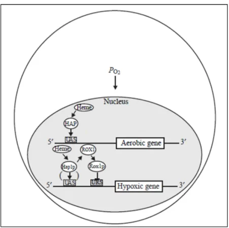 Figure  I.5:  Hap1p  and  Hap2/3/4/5p  (represented  by  HAP)  interacts  with  upstream  activator sites (UAS) to activate the transcription of aerobic genes