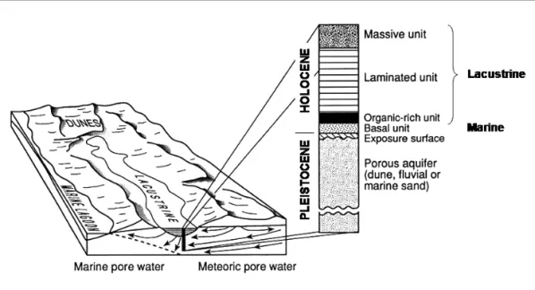 Fig. 2. Schematic physiography and generalised stratigraphy of a Coorong lake (modified from WARREN,  1988, 1990)