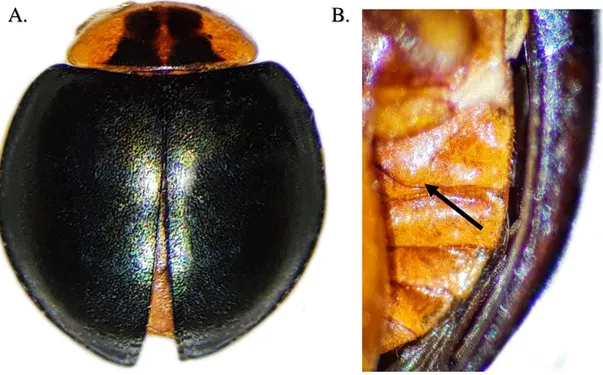 Figura 7. Chloroneda cf metallica- A. Habitus, vista dorsal; B. Línea postcoxal.   