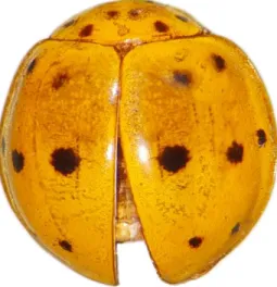 Figura 17. Cycloneda separata- Habitus, vista dorsal 